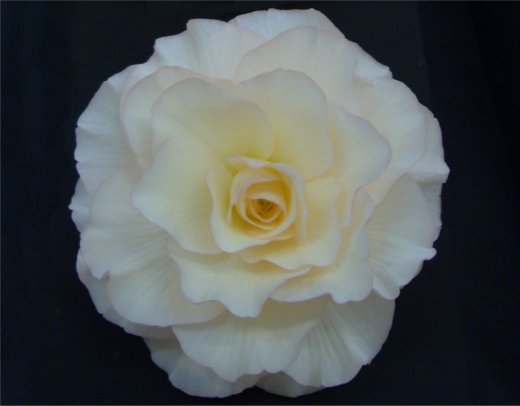 B. ‘Kenya Sunset’
